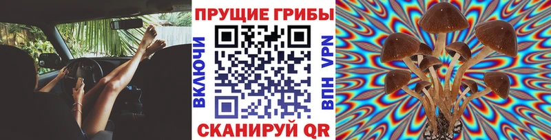 Псилоцибиновые грибы Psilocybe Вельск